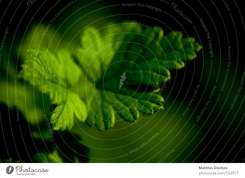 STACHELBEERE Stachelbeeren Baum Sträucher Pflanze Blatt grün Unschärfe Biologie schön trist Trauer zart Zacken dezent stechen Blut Dreieck Stachelbeerbusch