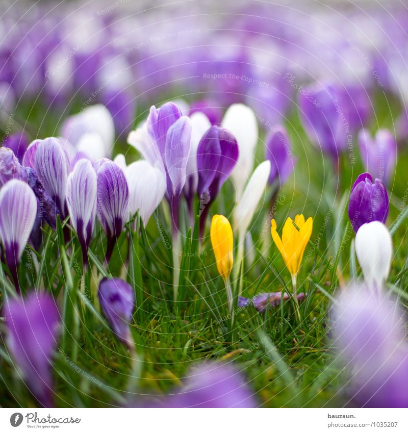 blümchen. harmonisch Zufriedenheit Sinnesorgane Garten Feste & Feiern Muttertag Natur Landschaft Pflanze Erde Frühling Blume Gras Blüte Krokusse Park Wiese