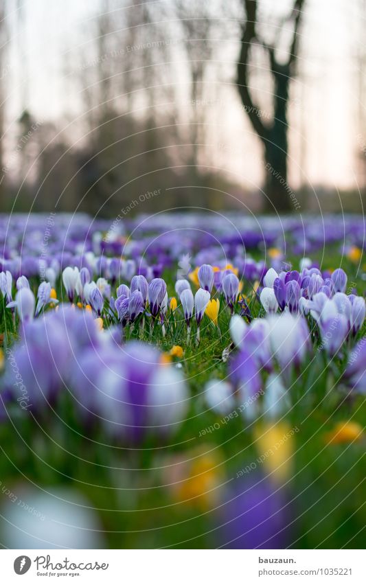 düsseldorfer blümchen. harmonisch Wohlgefühl Zufriedenheit Sinnesorgane Erholung ruhig Duft Ferien & Urlaub & Reisen Ausflug Feste & Feiern Umwelt Natur