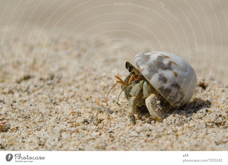 Sonnenbad Tier Krebstier 1 beobachten Erholung krabbeln Blick exotisch hell klein grün orange Lebensfreude Muschelschale Sandstrand Fühler Auge Neugier schwarz