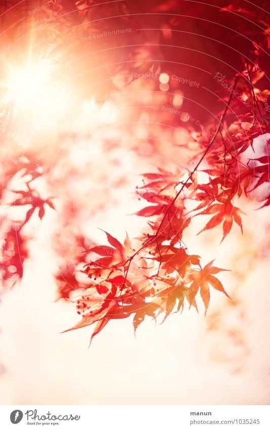 Sonnenflecken Natur Frühling Herbst Schönes Wetter Baum Blatt Ahornblatt Ahornzweig Frühlingstag Herbstfärbung herbstlich Herbstwetter Herbstbeginn fantastisch