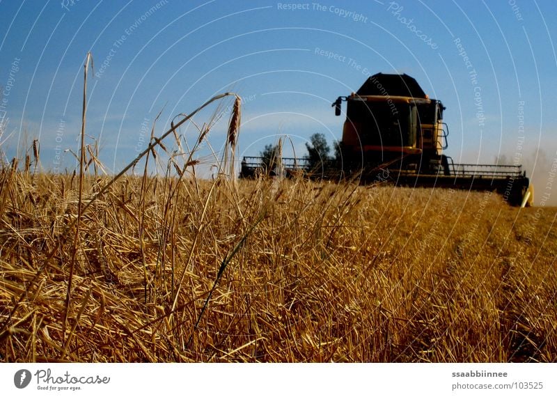 Bald geschafft! Getreideernte Staub Stress Ähren Mähdrescher Sommer Gerste Feld Stoppelfeld Ernte Technik & Technologie