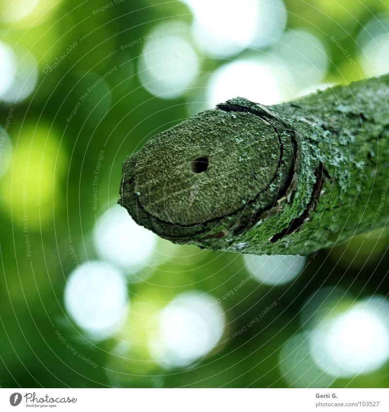 tube Loch Lichtpunkt Baum Baumstamm Schlag Wurmloch morsch verfallen grün weiß verschrumpelt trocken gepunktet Baumrinde Säge Harnröhre Schlauch Anatomie