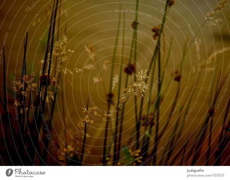 Gras grün Stengel Halm Ähren glänzend schön weich Rauschen Wiese zart beweglich sensibel federartig Pflanze See Teich Pollen rispe rispen flimmer Weide sanft