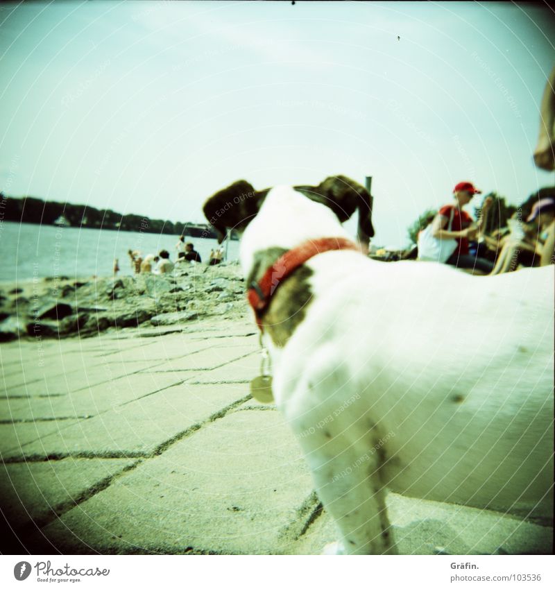 Wer guckt denn da? Hund Elbstrand Sommer Strand Ebbe Halsband Holga Steinplatten bevölkert Wolken Wasserfahrzeug Tier Säugetier Lomografie Küste Elbe Sand