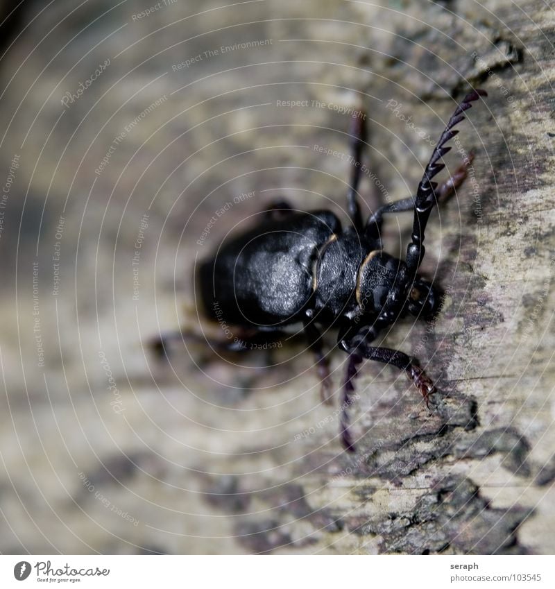 Sägebock Bockkäfer Chitin Baum Baumrinde Tier Insekt krabbeln Fühler Umweltschutz Larve gepanzert Käfer Flügel Klettern Beine Natur Makroaufnahme Widerhaken