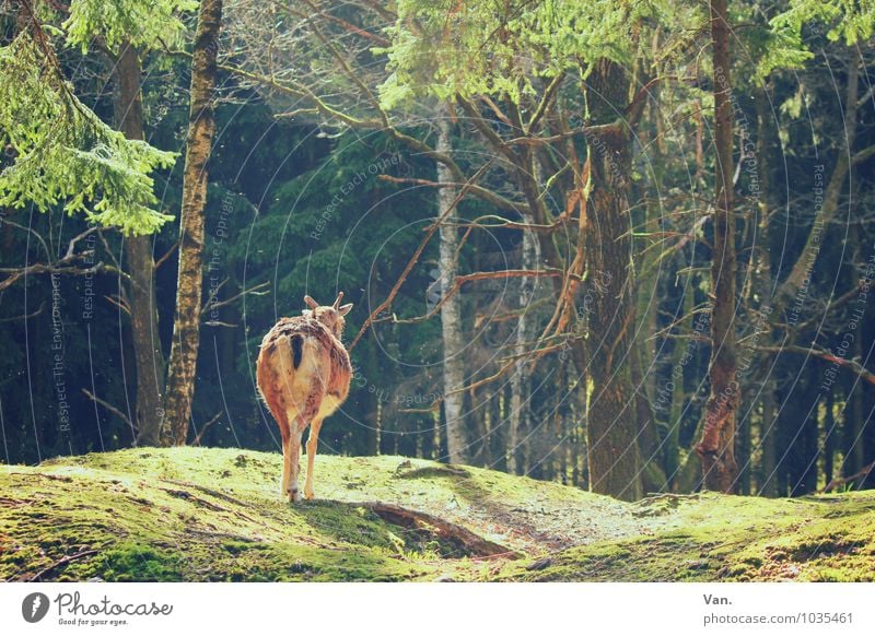 Ein schöner Rücken Natur Landschaft Sommer Pflanze Baum Gras Wald Tier Wildtier Ziegen Gemse 1 gehen Wärme grün Farbfoto mehrfarbig Außenaufnahme Menschenleer