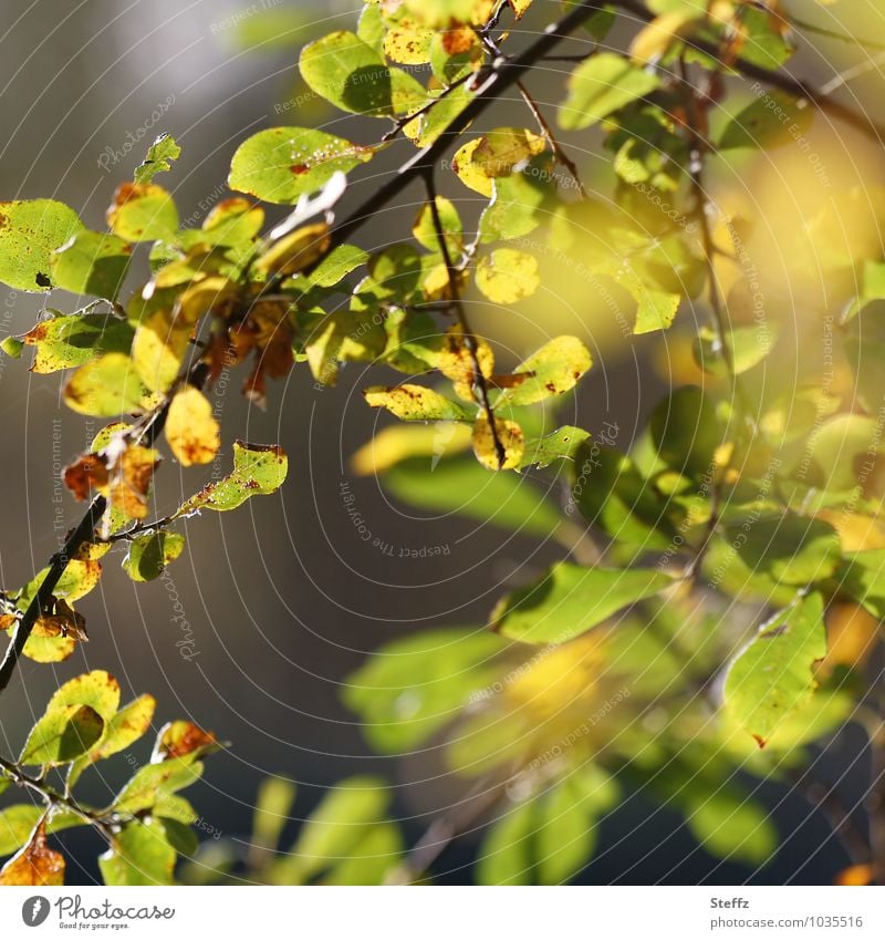 Herbstrückblick und Vergänglichkeit Herbstsonne Herbstlicht vergänglich besonderes Licht verwittert ungeschönt echt authentisch schönes Herbstwetter