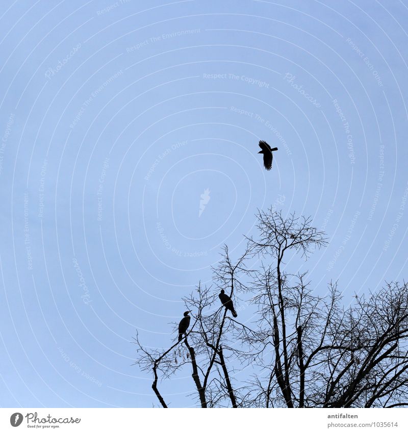 Flügge Natur Tier Himmel Wolkenloser Himmel Herbst Winter Schönes Wetter Eis Frost Baum Ast Zweig Zweige u. Äste Baumkrone Wildtier Vogel Kormoran Rabenvögel