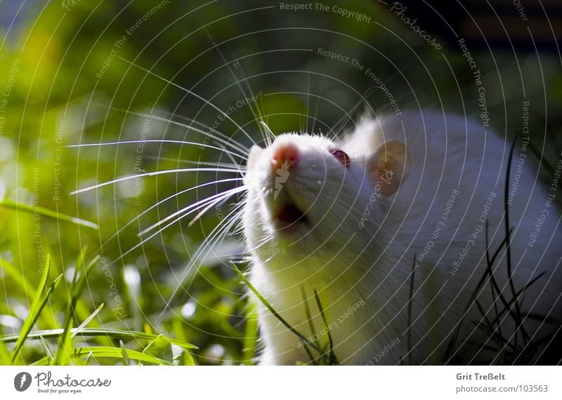 da liegt was in der Luft Nagetiere Säugetier Haustier Ratte weiß Albino rot Wiese Auge