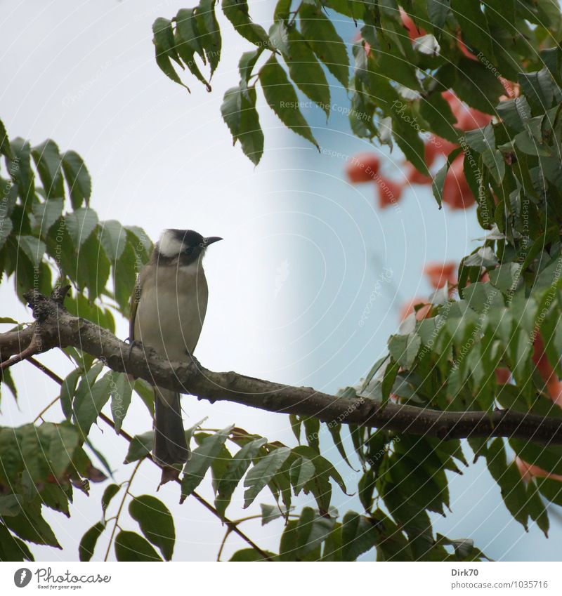 Like a Chinese painting ... Herbst Baum Blüte exotisch Ast Blätterdach Blatt Taipeh Taiwan China Asien Stadtzentrum Park Fassade Tier Wildtier Vogel Singvögel