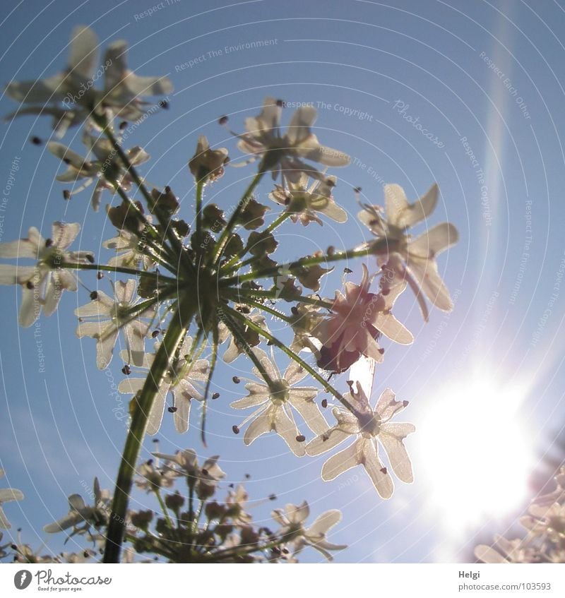 Rückansicht einer Dolde mit weißen Blüten vor blauem Himmel im Gegenlicht Blume Stengel Feld Wegrand Sommer Wolken Licht erleuchten grün Doldenblüte Wilde Möhre