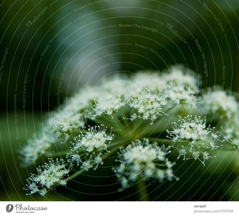 Doldenblüte Pflanze Doldenblütler Giersch schettele Natur Umwelt Beeren Samen Fruchtstand Stengel wild Heilpflanzen Alternativmedizin Heilung filigran Botanik