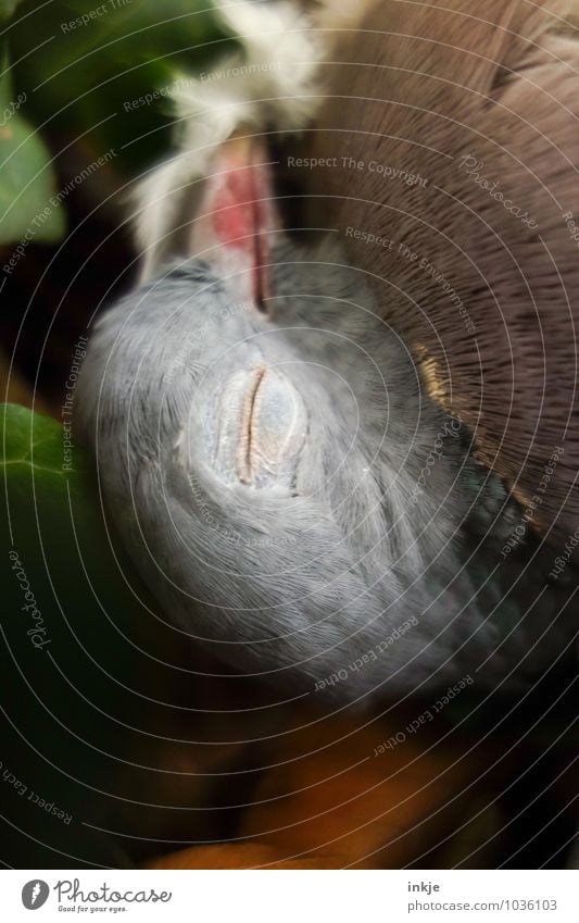 der Tod Wildtier Totes Tier Vogel Taube Tiergesicht 1 liegen schlafen friedlich Güte trösten Ende Leben stagnierend sanft Farbfoto Außenaufnahme Nahaufnahme