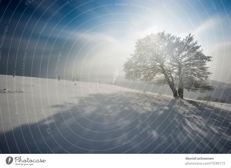 wenn der Winter nicht mehr weit ist Schnee Winterurlaub Berge u. Gebirge wandern Natur Landschaft Wind Eis Frost Baum hell blau weiß Gedeckte Farben