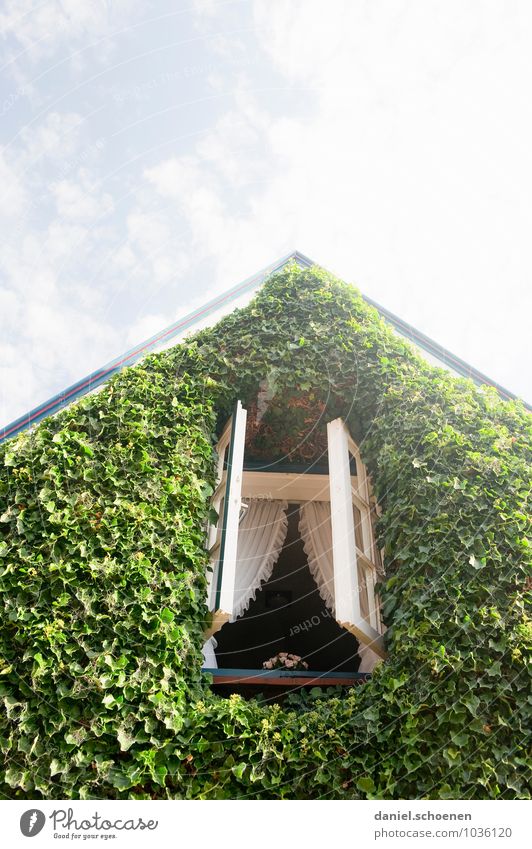 Mist, Leiter vergessen !! Sommer Schönes Wetter Efeu Haus Fenster grün weiß Farbfoto Gedeckte Farben Menschenleer Textfreiraum oben Licht Sonnenlicht