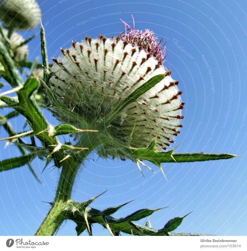 Große Distelblüte vor blauem Himmel Farbfoto Außenaufnahme Sommer Umwelt Natur Pflanze Sonnenlicht Schönes Wetter Blüte Feld ästhetisch hoch Spitze stachelig