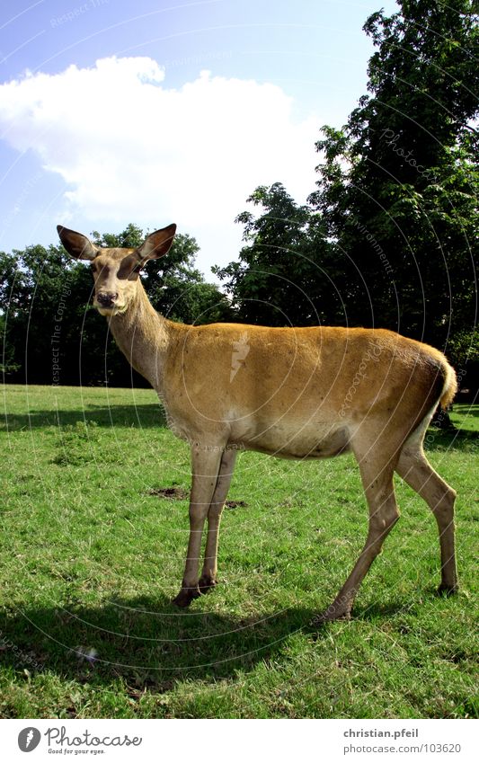 Freiwild schön Sommer Ohr Zoo Tier Wolken Regen Wärme Wiese Burg oder Schloss Fell Wildtier stehen blau grün Reh Hirsche Schwanz Mischwald tierisch Rehauge