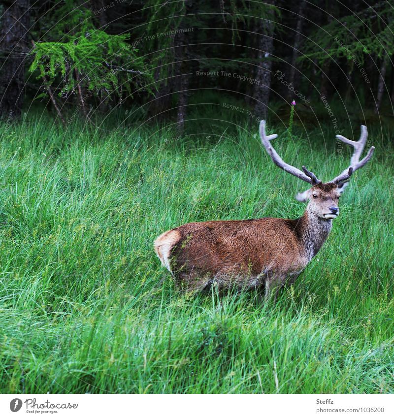 Hirsch mit skeptischem Blick Rothirsch Wildtier nordisch nordische Natur nordische Romantik nordische Landschaft schottische Natur Schottland