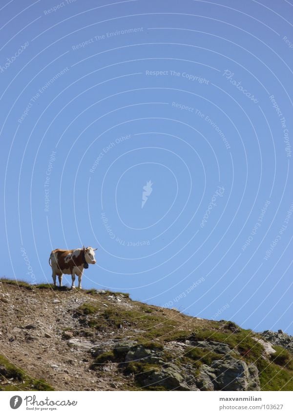 Ein Handstand hilft immer! Kuh wandern Berge u. Gebirge Wege & Pfade Stein blau Himmel Abtrieb