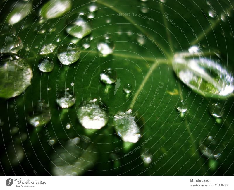 Hangin' Around Blatt grün nass frisch glänzend nah Regen blitzen Gewitterregen groß klein Makroaufnahme liquide Nahaufnahme Wasser Tränen Wassertropfen