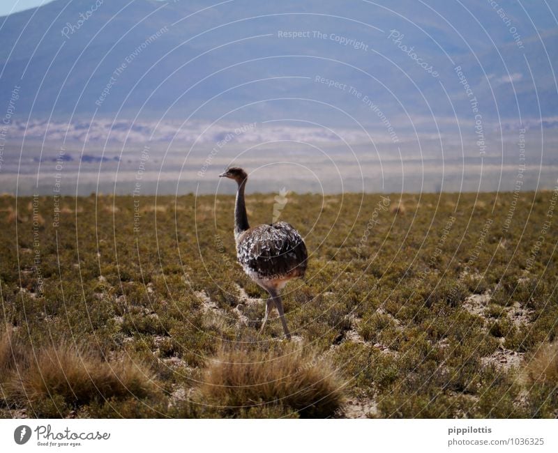 Strauß Natur Landschaft Wiese Feld Berge u. Gebirge Wüste Tier Wildtier Vogel 1 Bewegung laufen elegant frei Abenteuer Bolivien Südamerika Farbfoto