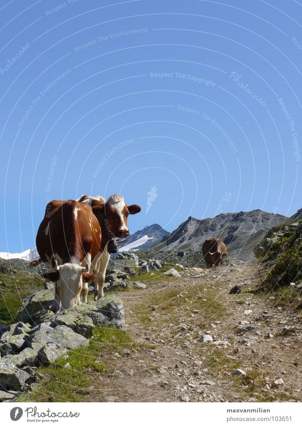 ALP.SAU Kuh wandern Berge u. Gebirge blau Himmel Wege & Pfade Stein