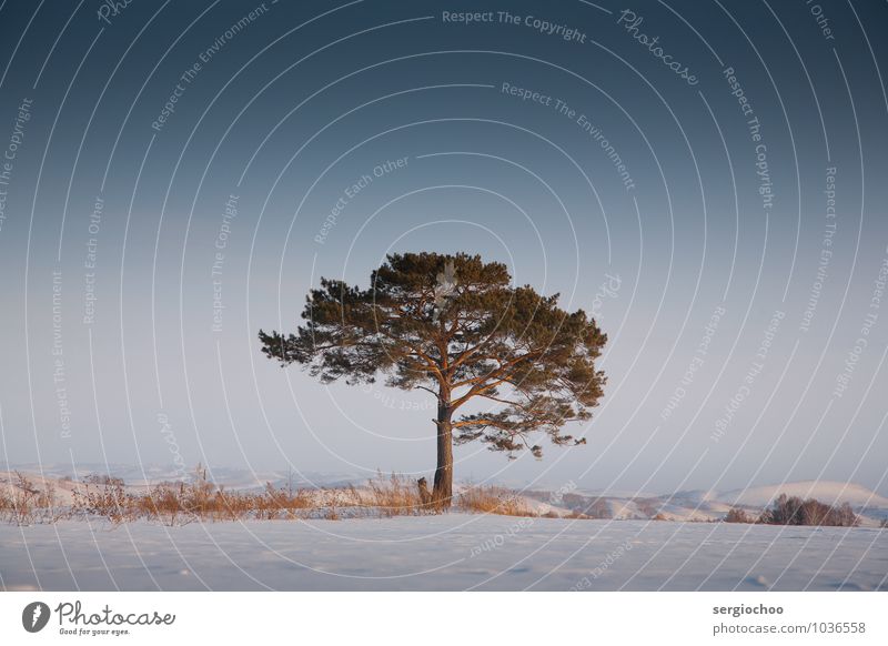 Einsamer Baum Natur Landschaft Wolkenloser Himmel Winter Schnee Sträucher Wald Hügel Berge u. Gebirge entdecken Einsamkeit Erholung kalt Kunst Kraft Stimmung