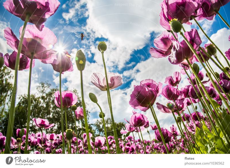 Den Mohn von unten betrachten Natur Pflanze Himmel Wolken Sonne Sonnenlicht Sommer Schönes Wetter Blume Nutzpflanze Feld Blühend leuchten blau grün violett weiß