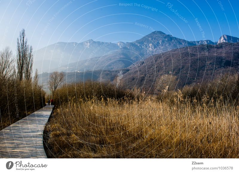 Kalterer See Umwelt Natur Landschaft Wolkenloser Himmel Herbst Winter Schönes Wetter Sträucher Schilfrohr Seeufer Moor Sumpf nachhaltig natürlich blau ruhig