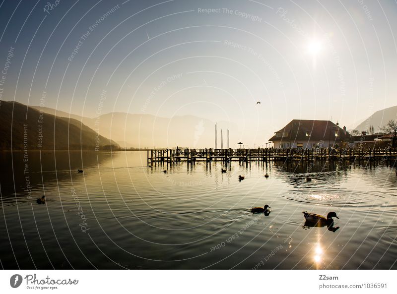 Kalterer See Winter Umwelt Natur Landschaft Sonnenlicht Schönes Wetter Seeufer Vogel Entenvögel frisch nachhaltig natürlich ruhig Erholung Idylle