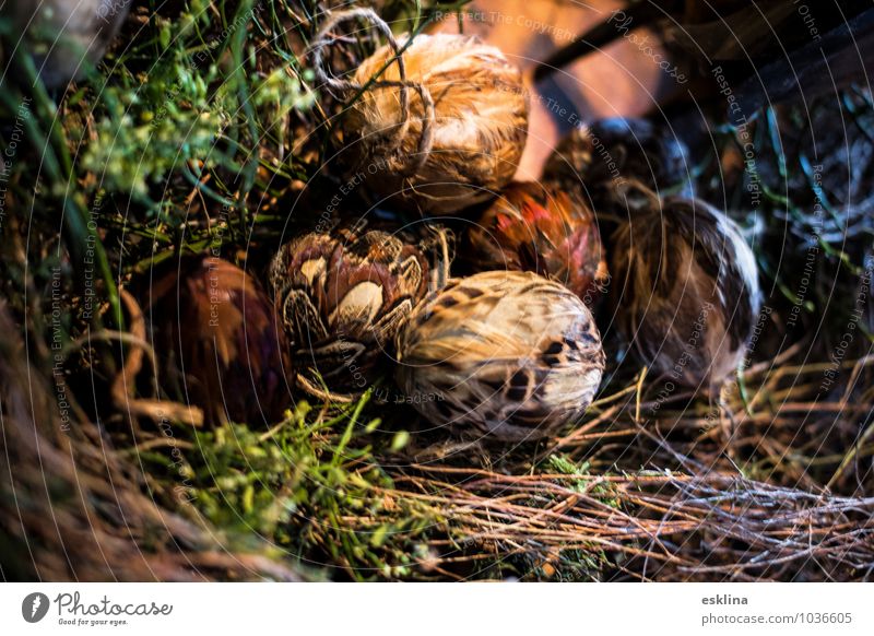 Federeier Ostern liegen Wachstum außergewöhnlich nah braun grün weiß Geborgenheit Warmherzigkeit Hoffnung Glaube Nest Zweige u. Äste Gras Farbfoto Innenaufnahme