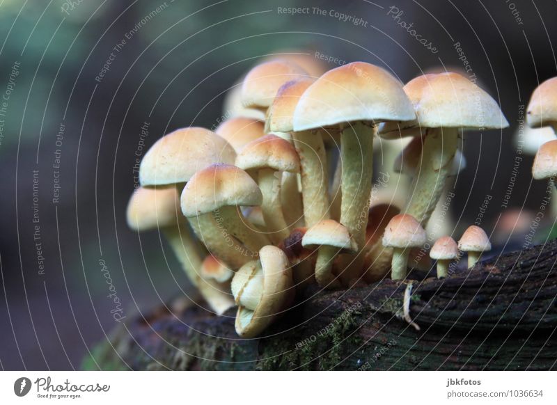 magic mushrooms Umwelt Natur Pflanze Schönes Wetter Pilz Pilzhut pilzgruppe Garten Park Wiese Wald Hügel beobachten entdecken Fressen leuchten träumen