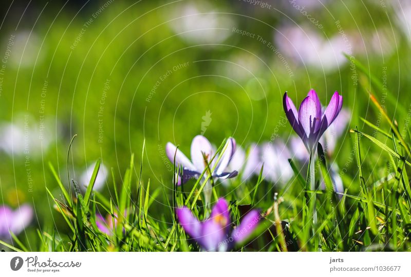 frühlings bild Natur Pflanze Frühling Sommer Schönes Wetter Blume Blüte Wiese Blühend leuchten frisch natürlich Krokusse Farbfoto Außenaufnahme Nahaufnahme