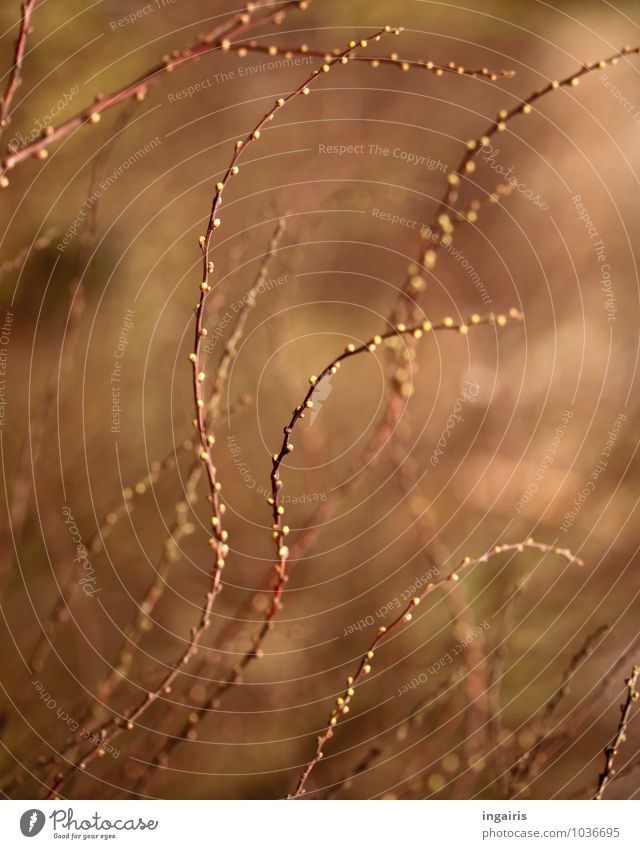 Sehnsucht... Natur Pflanze Sträucher Ast Zweig Blattknospe Garten Bewegung glänzend Wachstum außergewöhnlich natürlich schön Wärme braun grün Frühlingsgefühle