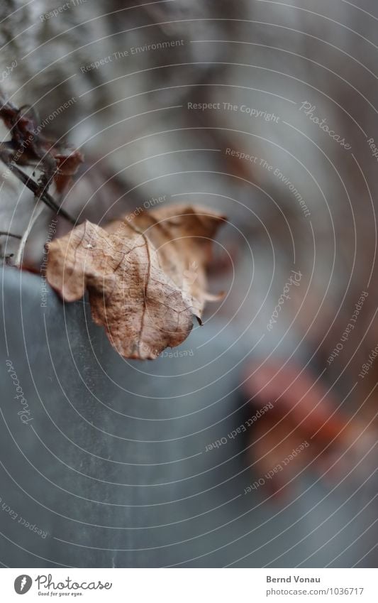 Verinnerung schön Pflanze Herbst Wetter Blatt fallen Traurigkeit dehydrieren dünn trocken braun grau Tod Zeit Herbstlaub Jahreszeiten Blattadern zerbrechlich