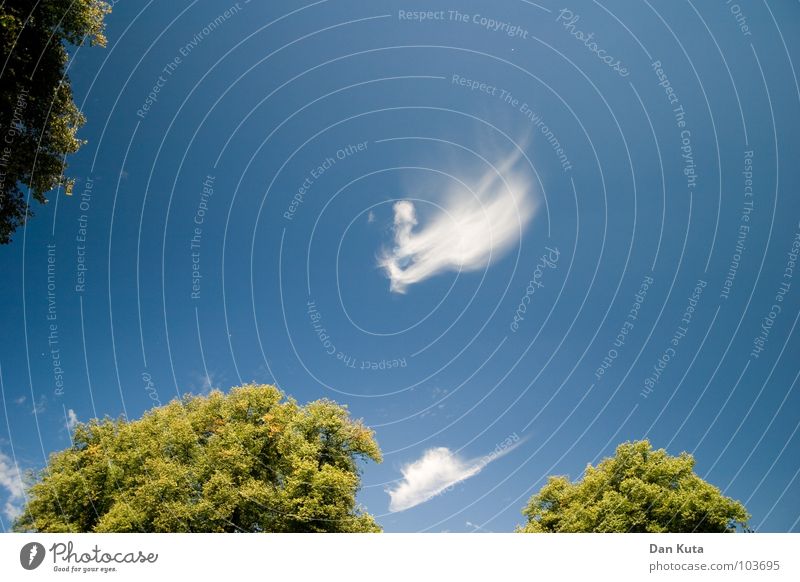 Angehimmelt Wolken grün Sträucher Baum Formation zart leicht weich Watte Flaum Sommer beweglich flockig Leichtigkeit Erleichterung Freizeit & Hobby Ferne Himmel