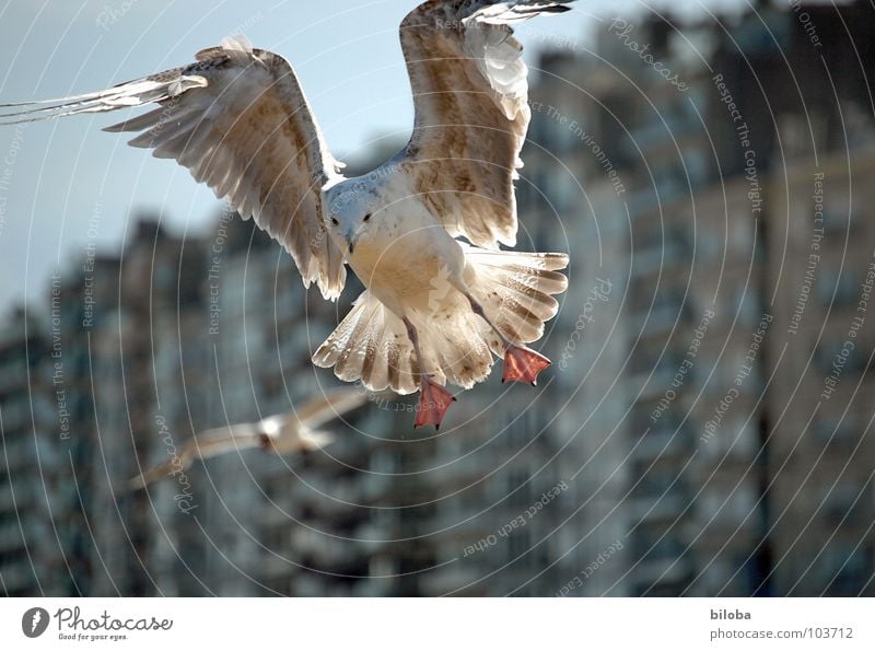 Möve im morgendlichen Gegenlicht im Landeanflug. Möwe Federvieh Haus Häuserzeile braun Belgien Strand Strandleben Flirten Vogel Möven landend Seevogel