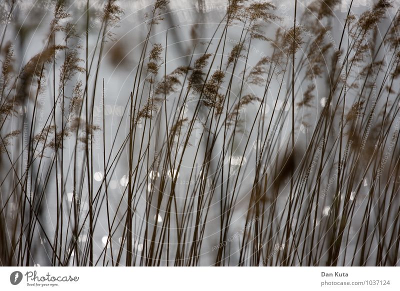 Sanfte Filigranität Natur Pflanze Wasser Herbst Gras Seeufer Flussufer braun grau Schilfrohr Reflexion & Spiegelung verträumt Ordnung vertikal weich Farbfoto