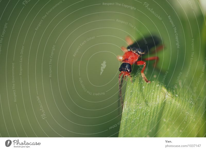 flotter Käfer Natur Sommer Pflanze Gras Halm Tier Insekt 1 klein grün rot Farbfoto mehrfarbig Außenaufnahme Nahaufnahme Menschenleer Textfreiraum links Tag