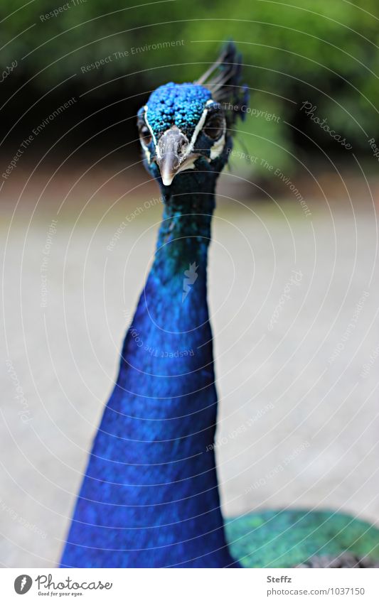 ich mag Erdnüsse Pfau Pfauenhals zahmer Pfau zutraulich Vogel langhalsig Blick Pfauenporträt Schnabel verrückt neugierig Tier schräger Vogel langer Hals wachsam