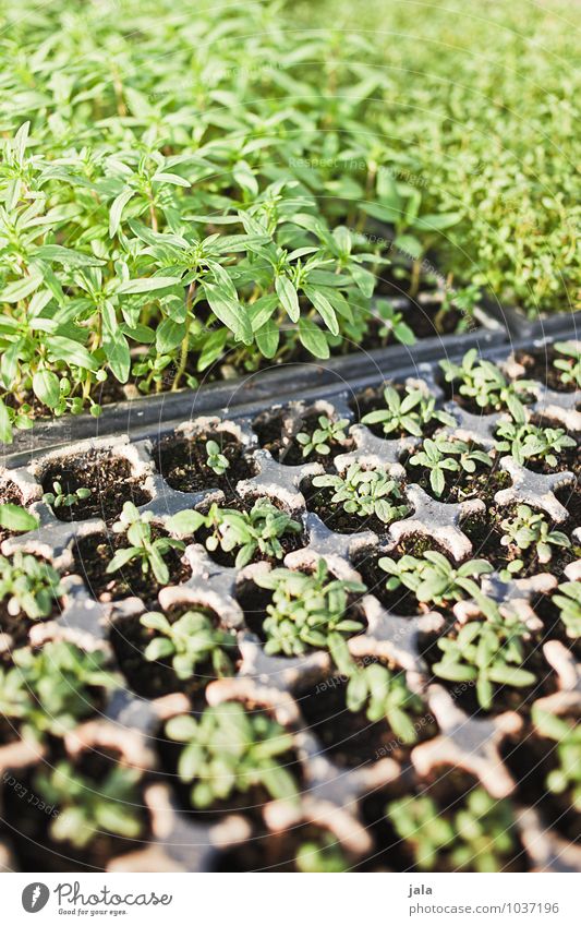 stecklinge Arbeit & Erwerbstätigkeit Gartenarbeit Landwirtschaft Forstwirtschaft Natur Pflanze Blatt Grünpflanze ästhetisch nachhaltig natürlich Beginn Farbfoto