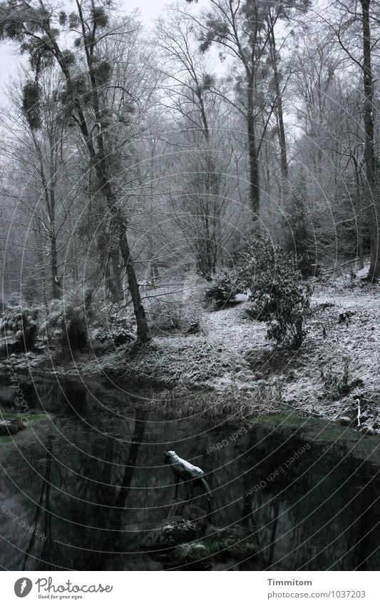 Ruheplatz. Umwelt Natur Pflanze Schnee Baum Park Wald Teich Tierfigur Mistel Metall Wasser dunkel natürlich grau grün weiß Gefühle Reflexion & Spiegelung