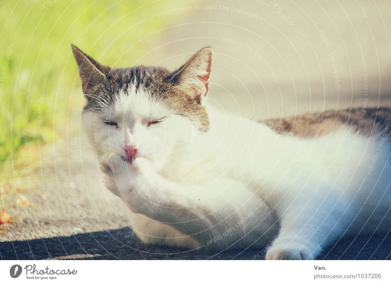 Mit Kusshand Natur Sommer Gras Wiese Wege & Pfade Tier Haustier Katze 1 hell Wärme Asphalt Farbfoto mehrfarbig Außenaufnahme Menschenleer Textfreiraum oben Tag