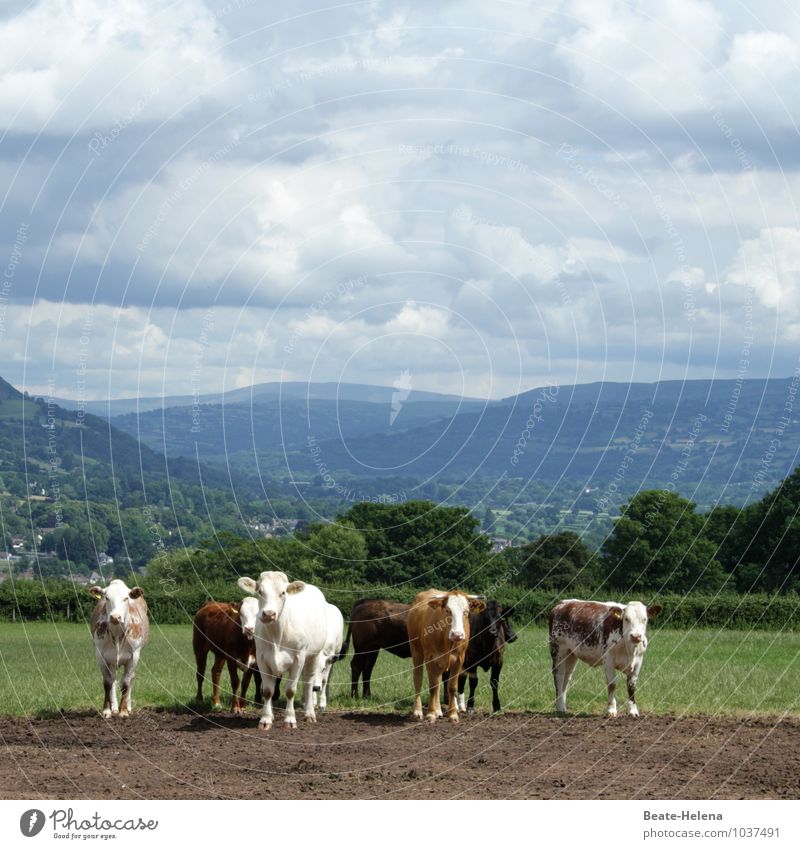 Missverständnis | ihr werdet schon noch sehen Ferien & Urlaub & Reisen Landwirtschaft Forstwirtschaft Natur Landschaft Tier Himmel Wolken Sommer Schönes Wetter