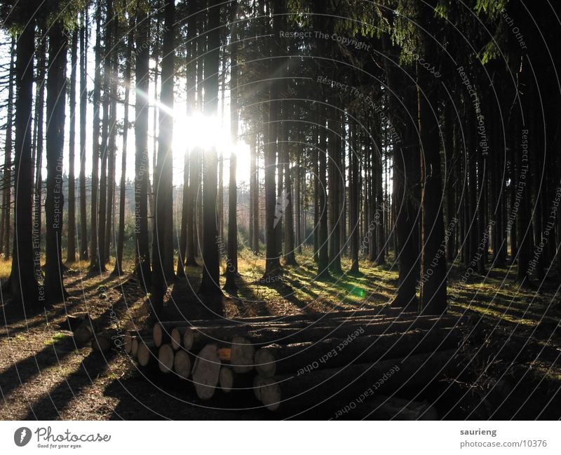 Licht im Wald Holz Hoffnung Baum hell Lust Schatten Reflexion & Spiegelung Leben parallel Sonne Kontrast Landschaft grünn frei hoch