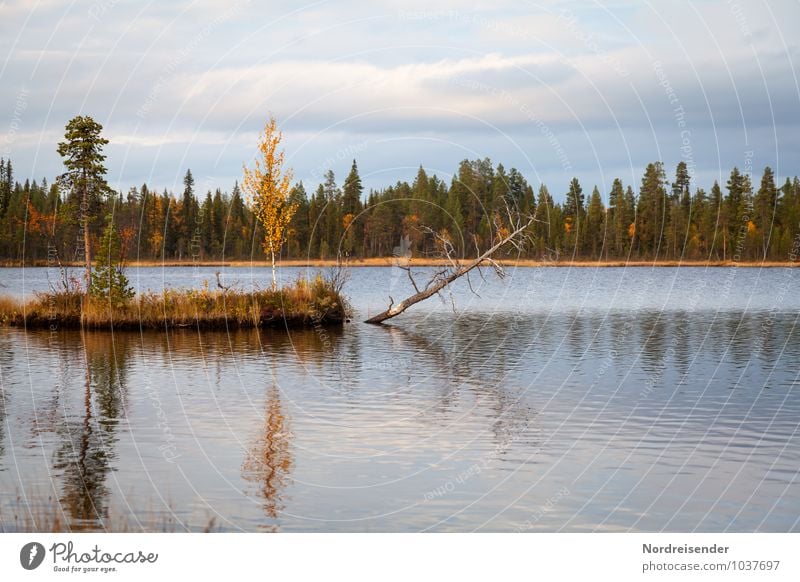 Haltlos Abenteuer Freiheit Natur Landschaft Wasser Himmel Wolken Herbst Baum Wald Seeufer Insel natürlich Fernweh Erholung Stimmung Vergänglichkeit Skandinavien