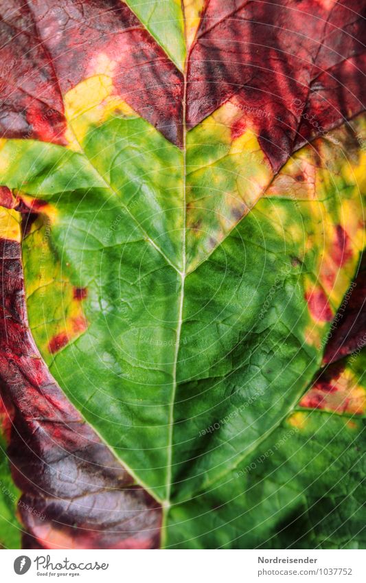 Die Welt ist bunt.... Gemüse Natur Pflanze Herbst Nutzpflanze Garten alt exotisch sauer mehrfarbig Symmetrie Vergänglichkeit Rahbarber Blattadern Blattgrün