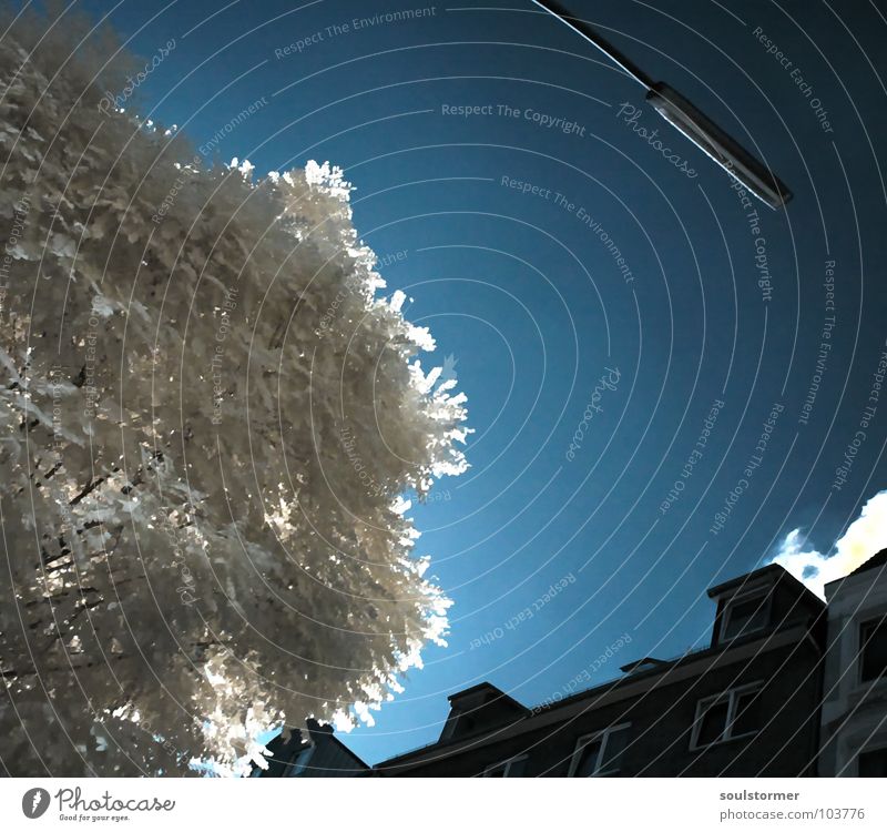 Stadtleben in IR Personenzug Infrarotaufnahme Farbinfrarot Baum Holzmehl Haus Wolken Architektur Himmel Infarot Surrealismus Falschfarben