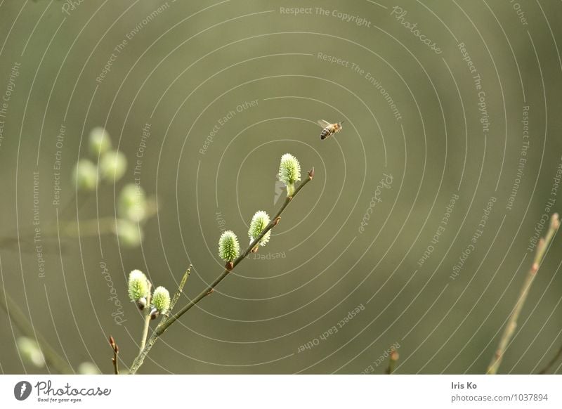 Melissa Umwelt Natur Pflanze Tier Frühling Sträucher Garten Park Wiese Wildtier Flügel Biene Honigbiene 1 Blühend fliegen Duft einfach natürlich grün